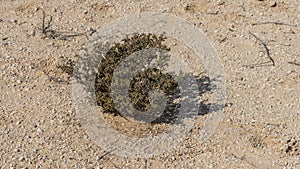 Halophyte Zygophyllum qatarense or Tetraena qatarense plant in desert of a qatar photo