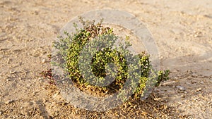 Halophyte Zygophyllum qatarense or Tetraena qatarense plant in desert of a qatar, Selective focus photo