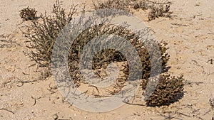 Halophyte Zygophyllum qatarense or Tetraena qatarense plant in desert of a qatar