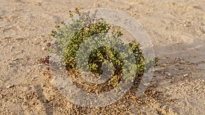 Halophyte Zygophyllum qatarense or Tetraena qatarense plant in desert of a qatar, Selective focus