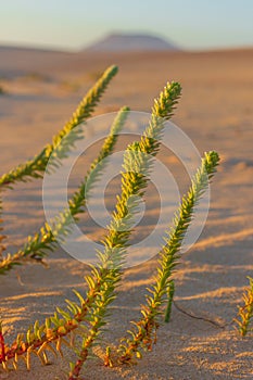 Halophytes at the coastal zone between land and water at the Fuerteventura and Atlantic ocean.