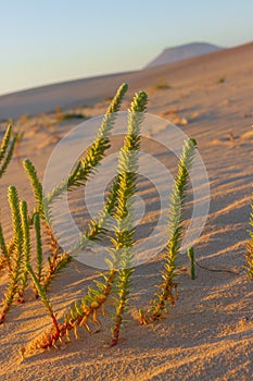 Halophytes at the coastal zone between land and water at the Fuerteventura and Atlantic ocean.