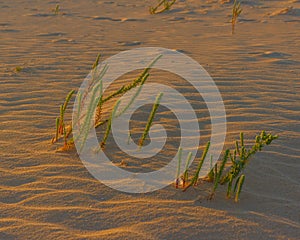 Halophytes at the coastal zone between land and water at the Fuerteventura and Atlantic ocean.