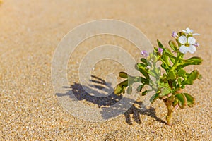 Halophytes at the coastal zone. Salt plant, common glasswort, halophytic