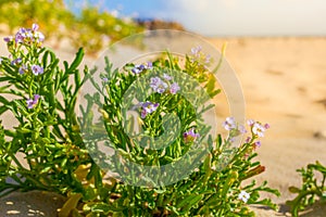 Halophytes at the coastal zone. Salt plant, common glasswort, halophytic