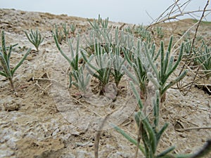 Halophytes on a saline in Uzbekistan.