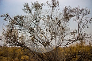 Haloxylon, Gobi, Xinjiang