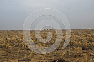 Haloxylon, Gobi, Xinjiang