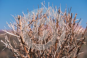 Haloxylon. Saxaul tree in desert, spring morning, Kazakhstan, Haloxylon plants and sand dune. Shrub Saxaul grows in