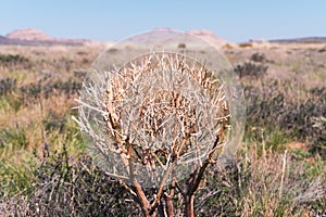 Haloxylon. Saxaul tree in desert, spring morning, Kazakhstan, Haloxylon plants and sand dune. Shrub Saxaul grows in