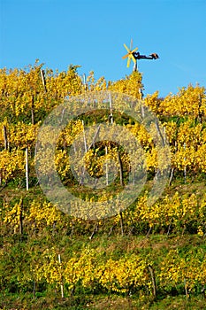 Haloze Hills, Vineyard With Klopotec In Autumn