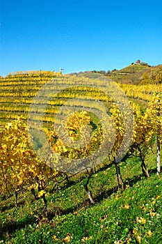 Haloze Hills, Vineyards On Terraces In Autumn