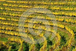 Haloze Hills, Vineyards On Terraces In Autumn