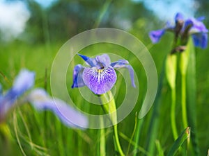 Halrequin blueflag - Indaceae indeae iris versicolor photo