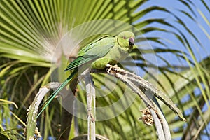 Halsbandparkiet, Rose-ringed Parakeet, Psittacula krameri