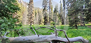 Halstead Meadows in Sequoia National Park California