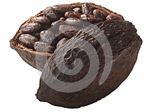 Halved cocoa pod with whole fermented cacao beans (Theobroma cacao fruit) isolated
