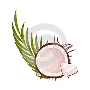 Halved Coconut with Hard Shell and Fibrous Husk and Pinnate Leaf Vector Illustration