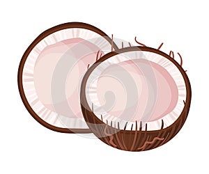 Halved Coconut with Hard Shell and Fibrous Husk Showing White Inner Flesh Vector Illustration