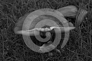 A halved mushroom on the lawn in niederlangen emsland germany in black and white photo