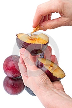 Halved plum in hand photo