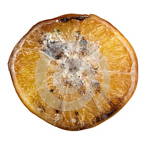 Halved rotten orange in closeup photo