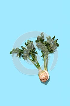 Halved vitamin parsley with a root on a blue background with copy space. Aromatic healthy spice. Top view