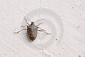 Halyomorpha halys