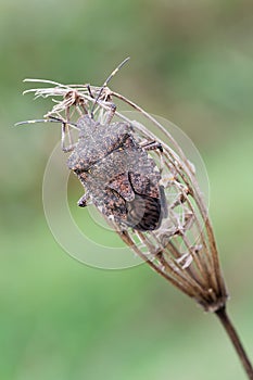 Halyomorpha halys