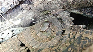 Halyomorpha halys Brown Marmorata Stink Bugs congregate on the dead trunk