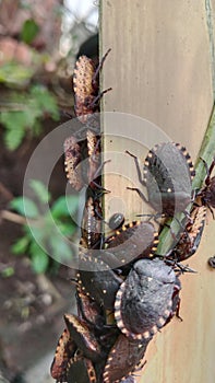 Halyomorpha halys Brown Marmorata Stink Bugs congregate down photo