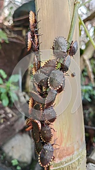 Halyomorpha halys Brown Marmorata Stink Bugs congregate side photo