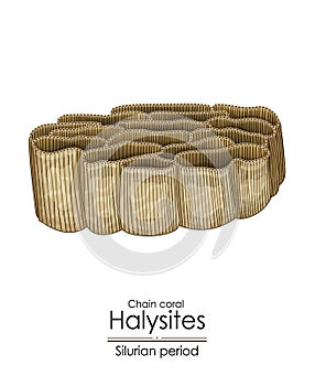 Halysites, a Silurian period chain coral photo