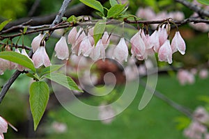 HalÃ©sier de Caroline Carolina silverbell Halesia carolina Rosy Ridge Styracaceae Origine horticole Garden