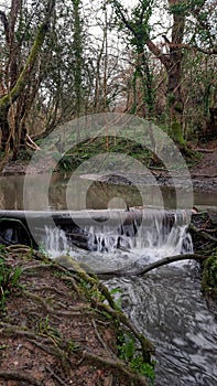 Ham Woods Plymouths best urban nature reserve Devon uk