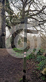 Ham Woods Plymouths best urban nature reserve Devon uk