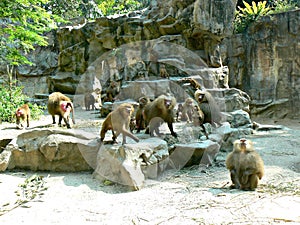 Hamadryad monkeys