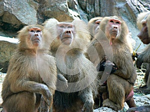 Hamadryad monkeys