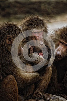 Hamadryas Baboon photo