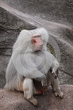 Hamadryas Baboon photo