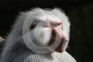 Hamadryas baboon
