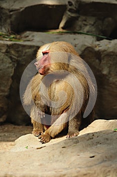 Hamadryas baboon