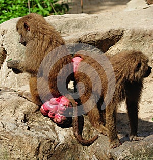 Hamadryas baboon