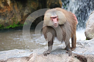 Hamadryas baboon photo