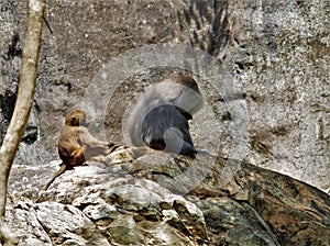 Hamadryas Baboon