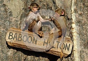Hamadryas Baboon babies at a Zoo in Sweden