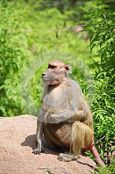 Hamadryas baboon photo