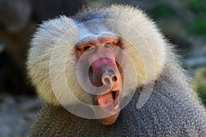 Hamadryas baboon photo