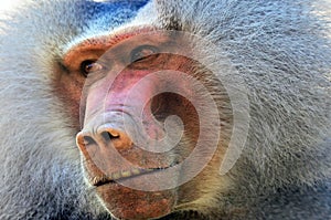 Hamadryas baboon