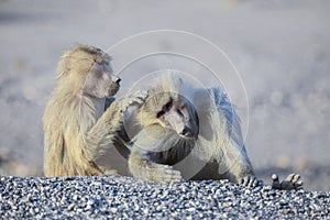 Hamadryas baboon family sitting on the Road to Lake Assal, Djibouti